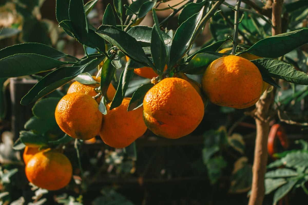 Ripe oranges hanging on a tree among dark green leaves.